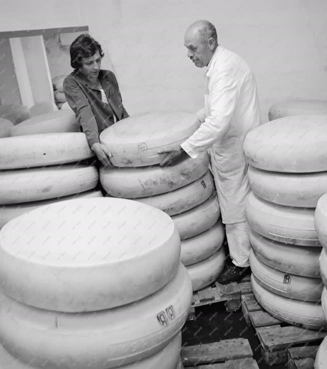 Ipar - Élelmiszeripar - Óriássajtok a budafoki sajtüzemben