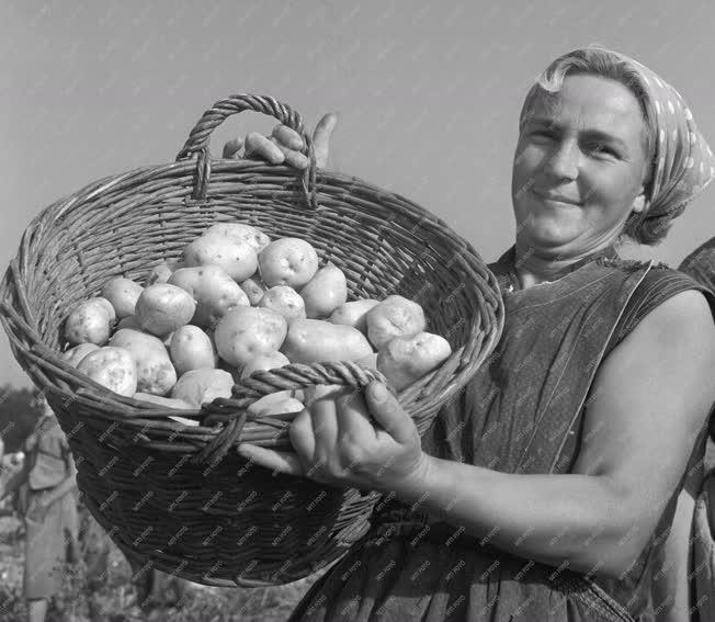 Mezőgazdaság - Őszi burgonyaszedés Tolna megyében