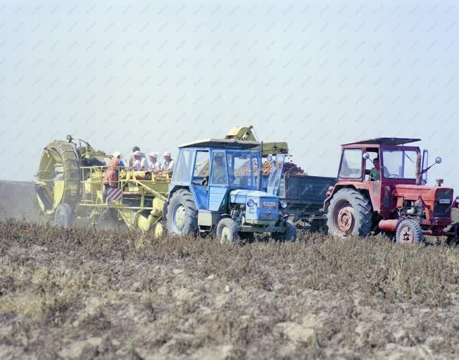 Mezőgazdaság - Krumpliszüret Szécsényben
