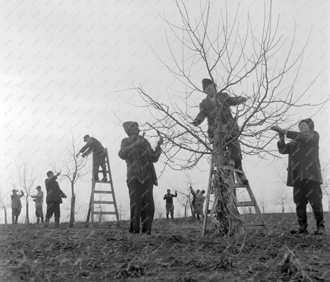 Mezőgazdaság - Metszik a fákat a Kossuth Tsz-ben