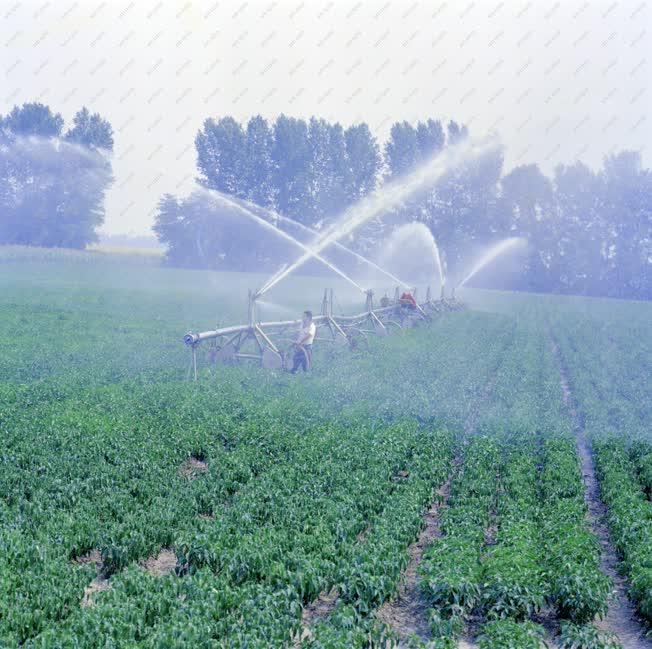 Mezőgazdaság - Öntözik a fűszerpaprikát