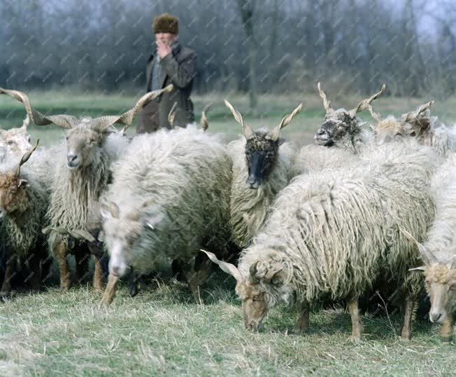 Mezőgazdaság - Racka juhok pásztorukkal