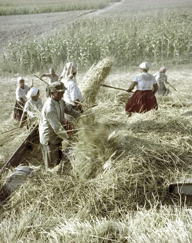 Mezőgazdaság - Cséplés a szepetneki Dózsa Tsz-ben