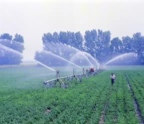 Mezőgazdaság - Öntözik a fűszerpaprikát