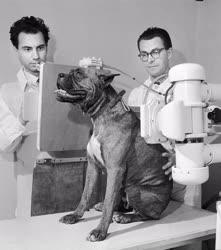 Állategészségügy - Az I. sz. Állatkórház új röntgengépe