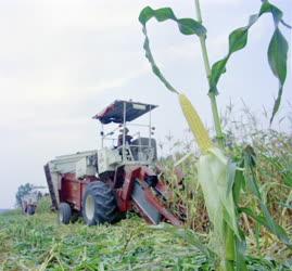 Mezőgazdaság - Törik a csemegekukoricát