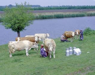 Mezőgazdaság - Tehenet fejnek a folyóparton