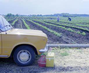 Mezőgazdaság - Saját autóval járnak dolgozni a Tsz-tagok 