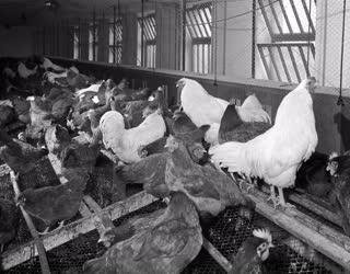 Mezőgazdaság - Hibrid tojásüzem a Kutasi Állami Gazdaságban