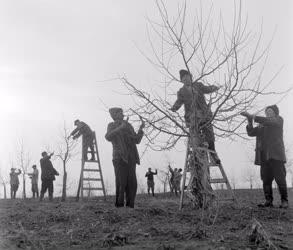 Mezőgazdaság - Metszik a fákat a Kossuth Tsz-ben
