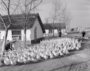 Állattenyésztés - Pekingi kacsák a víziszárnyas telepen