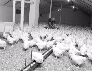 Mezőgazdaság - Csirkenevelde a háztáji gazdaságban