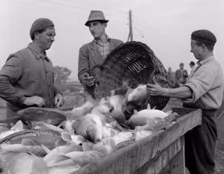 Mezőgazdaság - Őszi lehalászás a Szegedi Tógazdaságban