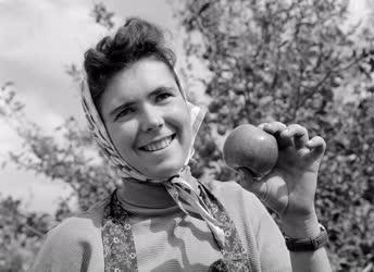 Mezőgazdaság - Növénytermesztés - Szedik a téli almát az Izsáki Állami Gazdaságban