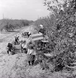 Mezőgazdaság - Növénytermesztés - Szedik a téli almát az Izsáki Állami Gazdaságban