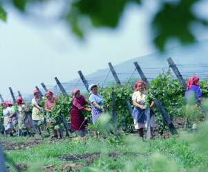 Mezőgazdaság - Szőlőművelés - Kötözik a szőlőt a Visontai Mgtsz.-ben