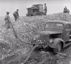 Mezőgazdaság - Kukoricabetakarítás