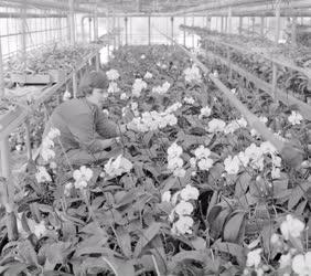 Mezőgazdaság - Virágzik az orchidea 